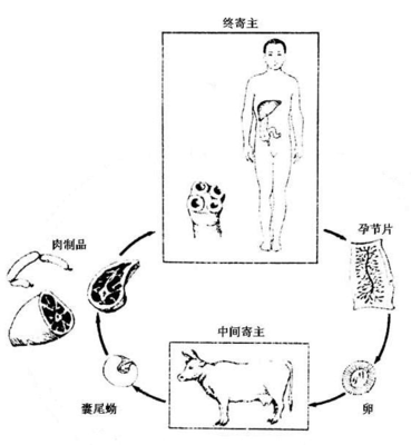 牛囊尾蚴病的流行病学特征及其防控策略